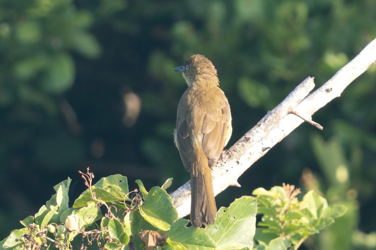 Sombre Greenbul - Thomas Johnson