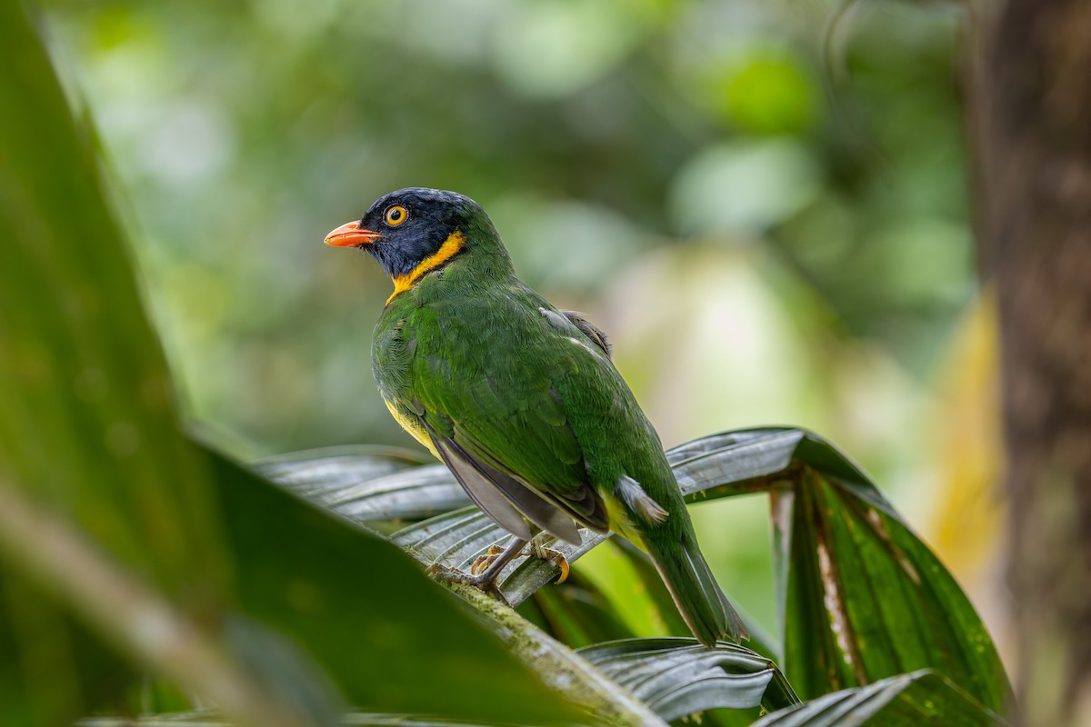 Orange-breasted Fruiteater - Valéria Boldrin Silva