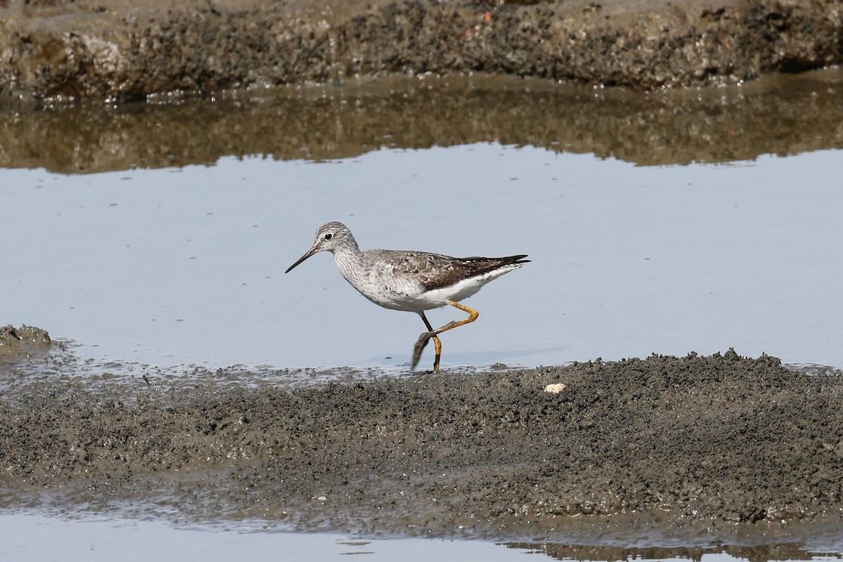 Lesser Yellowlegs - Hubert Stelmach