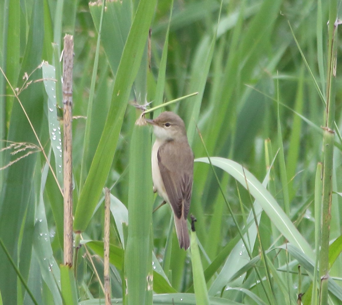 Common Reed Warbler - Elaheh Afsaneh