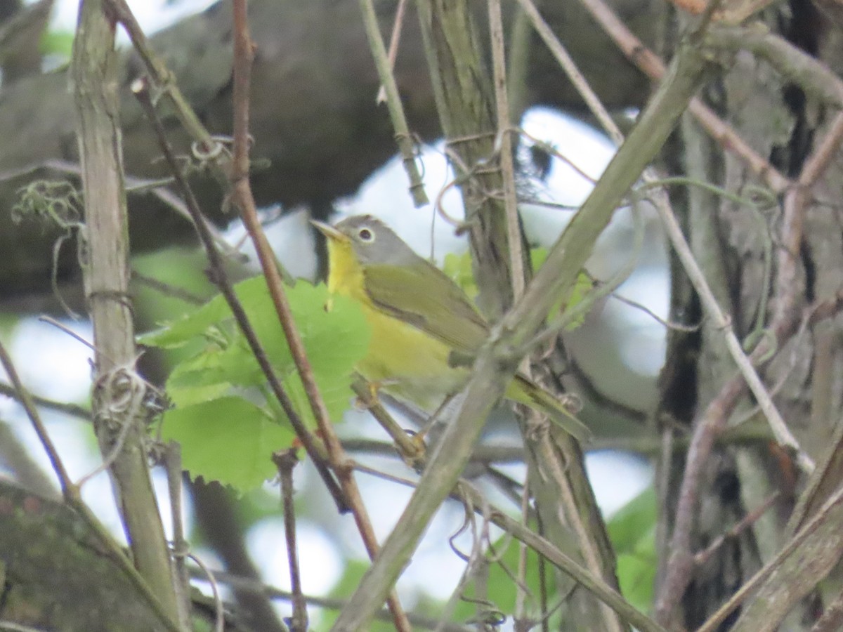 Nashville Warbler - Port of Baltimore