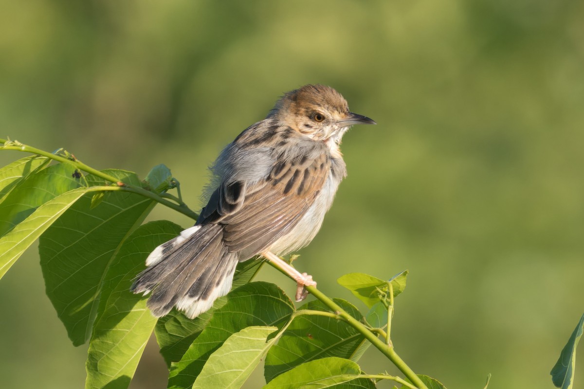 Coastal Cisticola - ML619500000