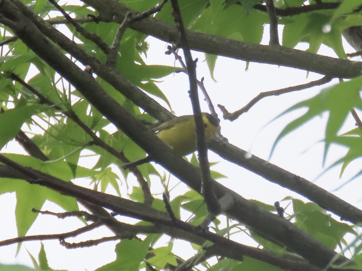 Wilson's Warbler - Port of Baltimore