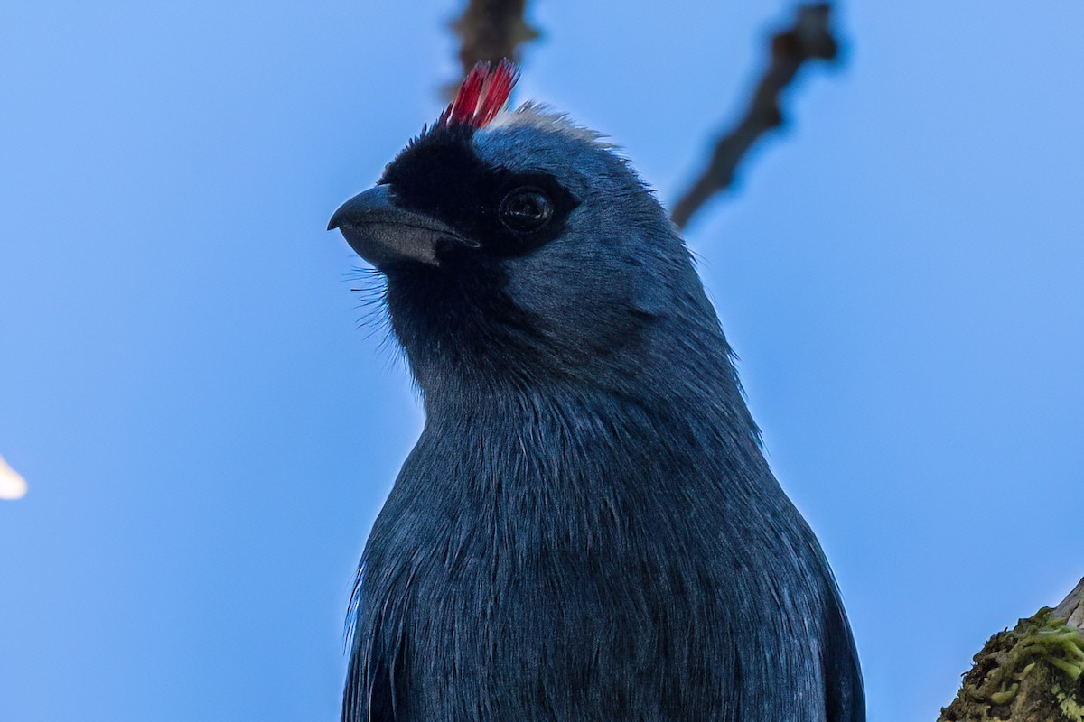 Diademed Tanager - Kurt Gaskill