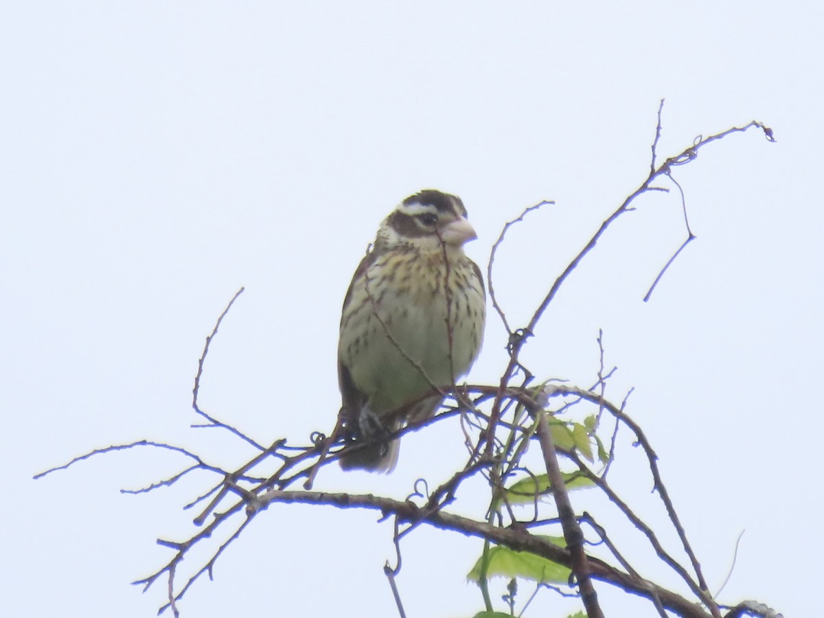 Rose-breasted Grosbeak - Port of Baltimore