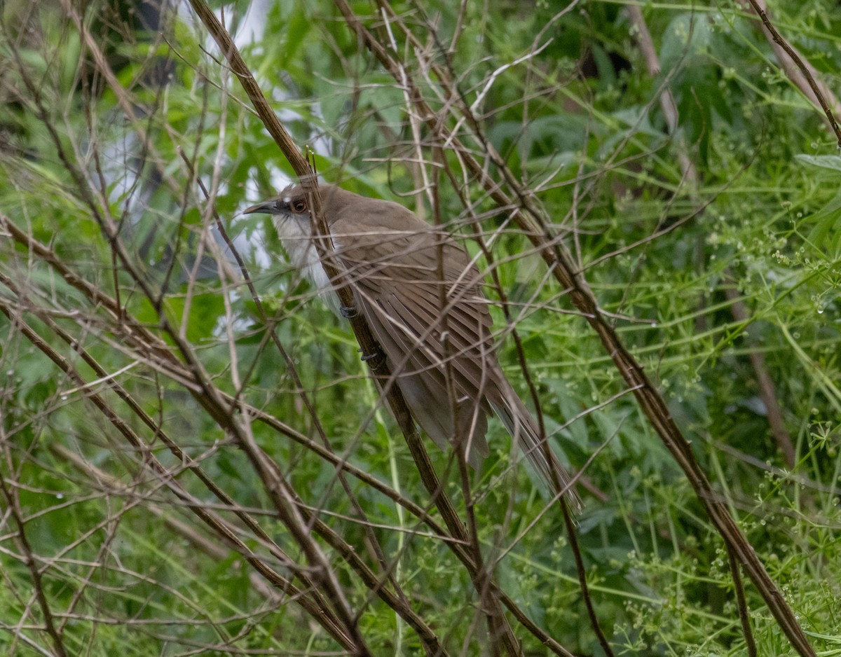 Black-billed Cuckoo - MCHL ____