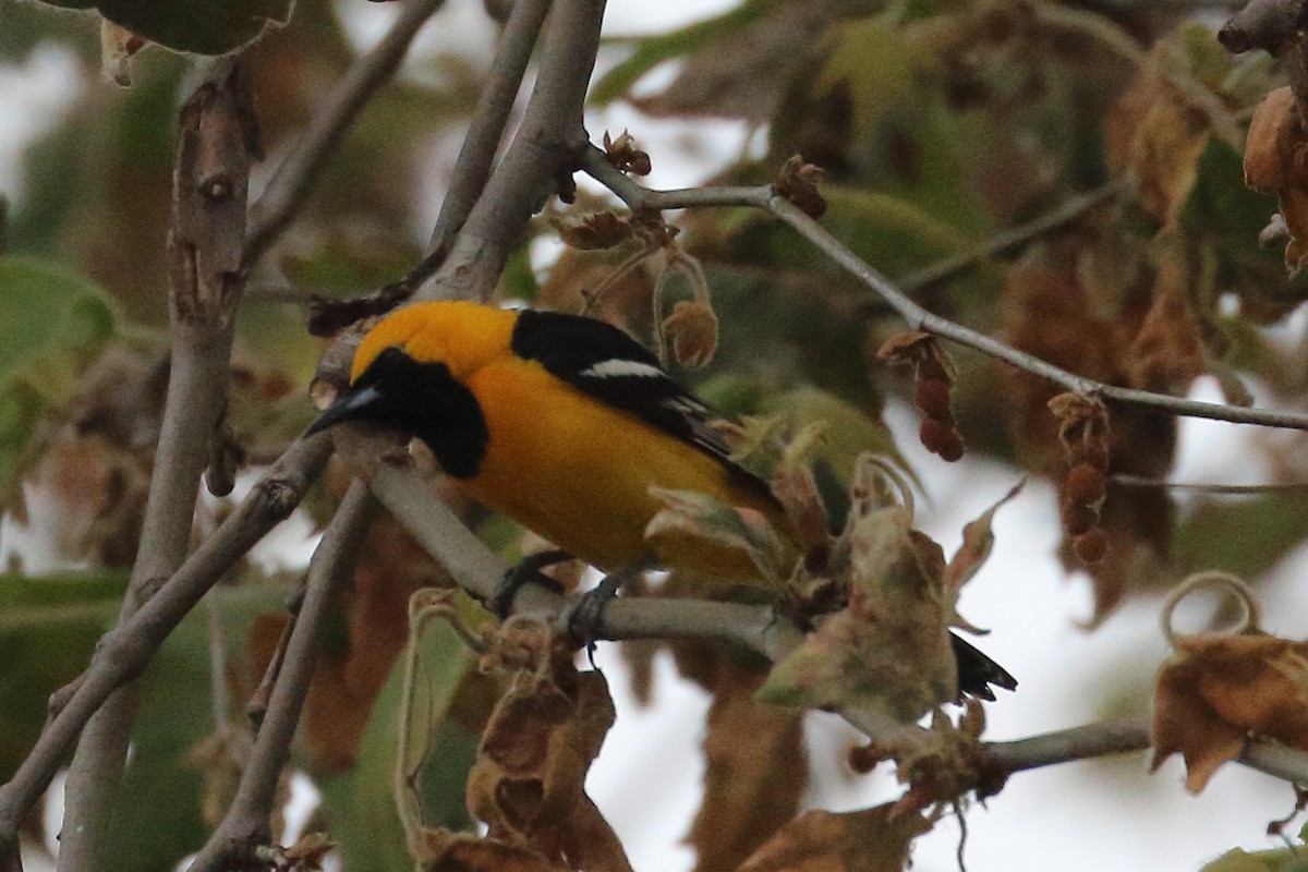 Hooded Oriole - Jeffrey Fenwick