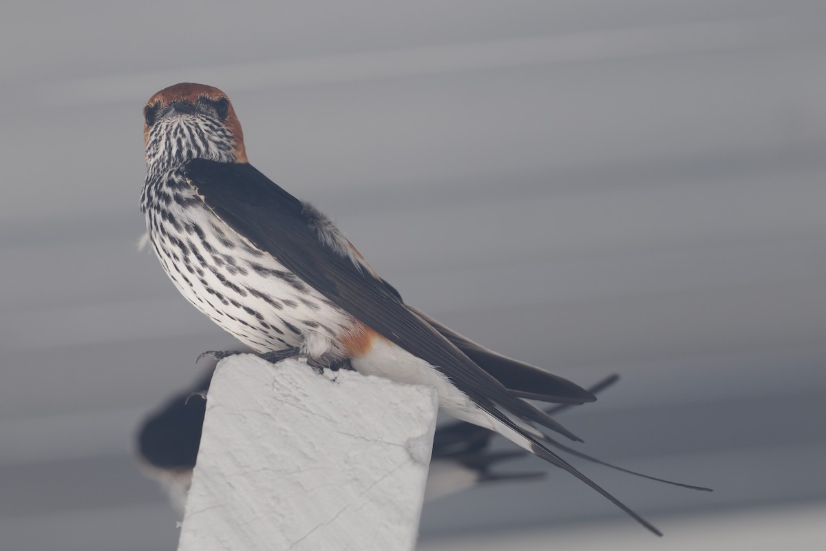 Lesser Striped Swallow - Thomas Johnson