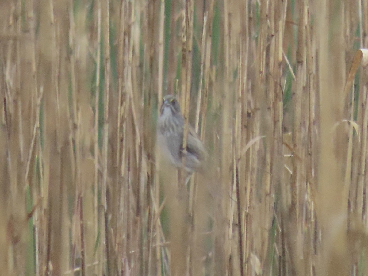 Seaside Sparrow - Port of Baltimore