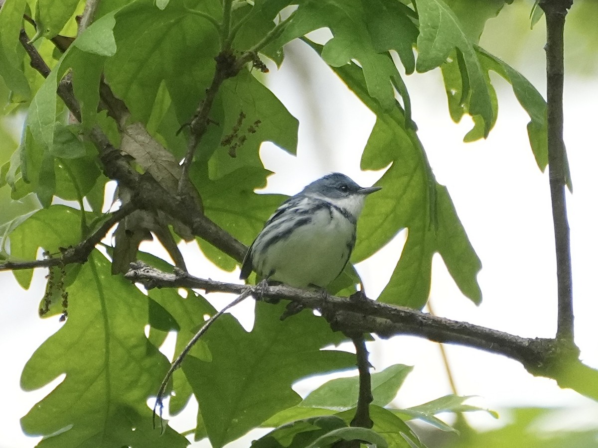 Cerulean Warbler - Chris Wills