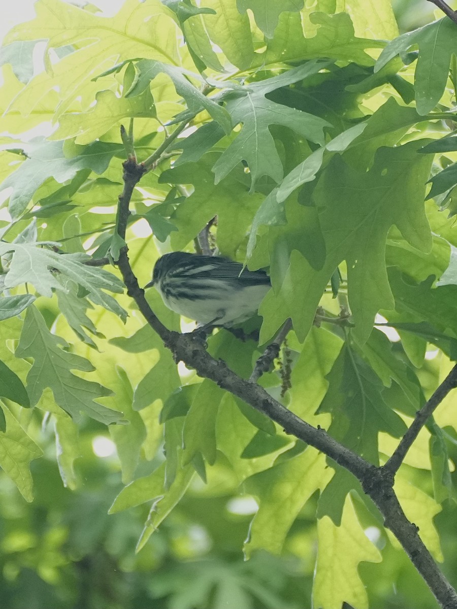 Cerulean Warbler - Chris Wills