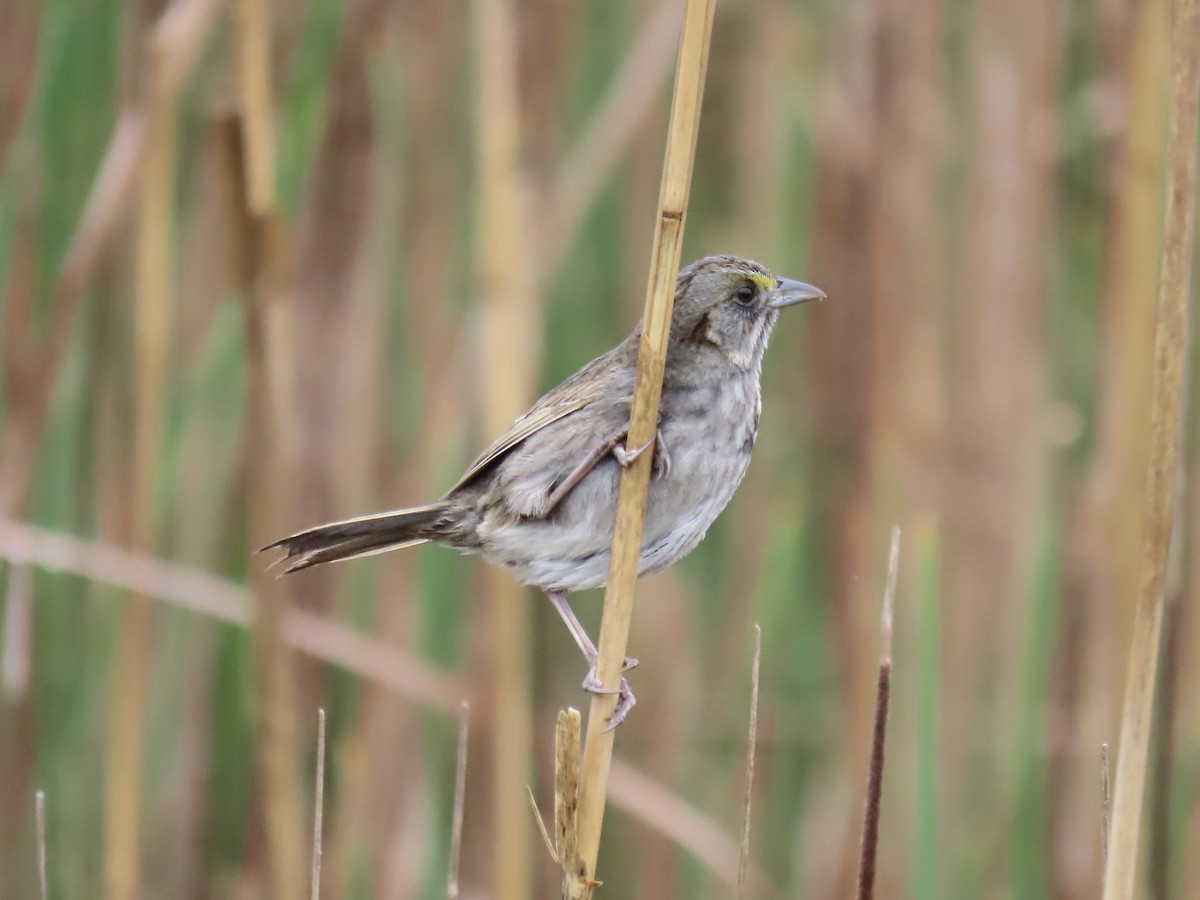 Seaside Sparrow - Port of Baltimore