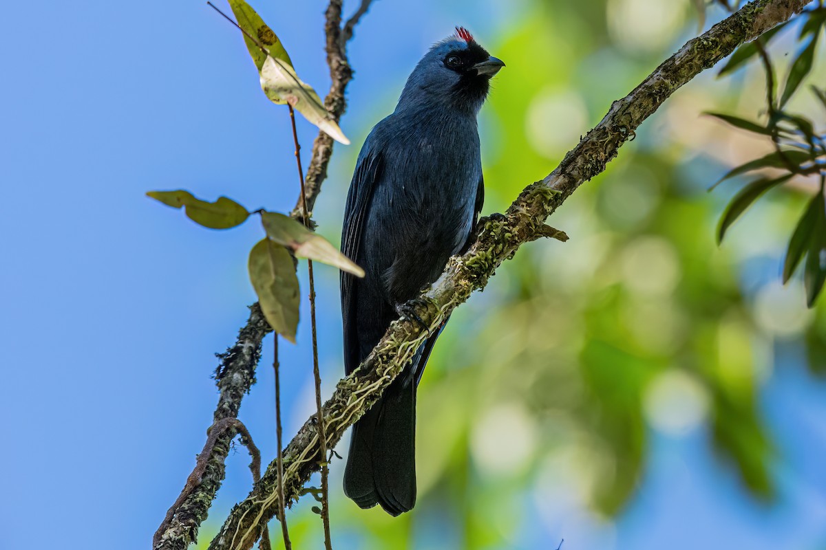 Diademed Tanager - Kurt Gaskill