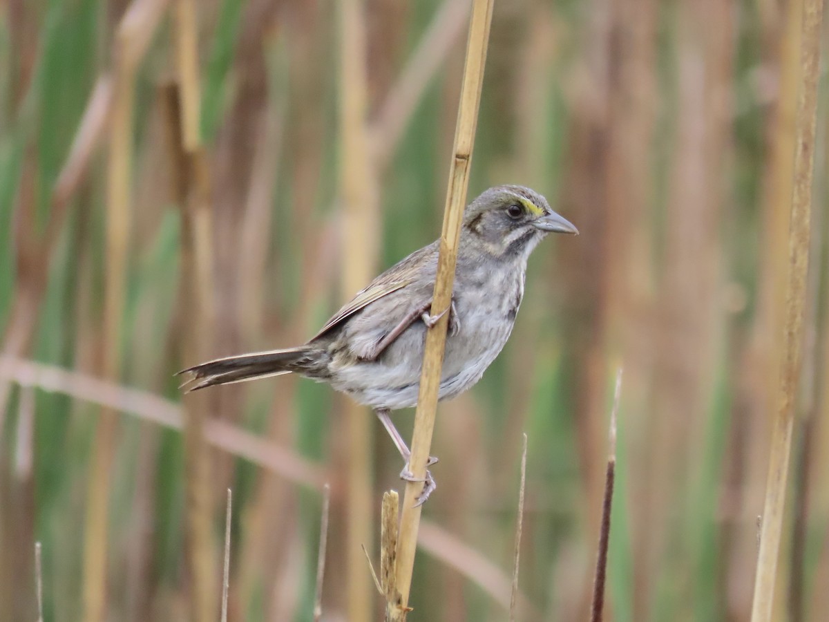 Seaside Sparrow - Port of Baltimore