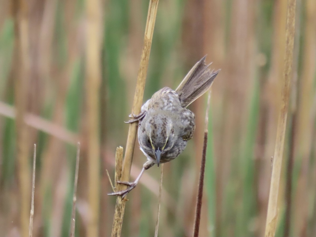 Seaside Sparrow - Port of Baltimore