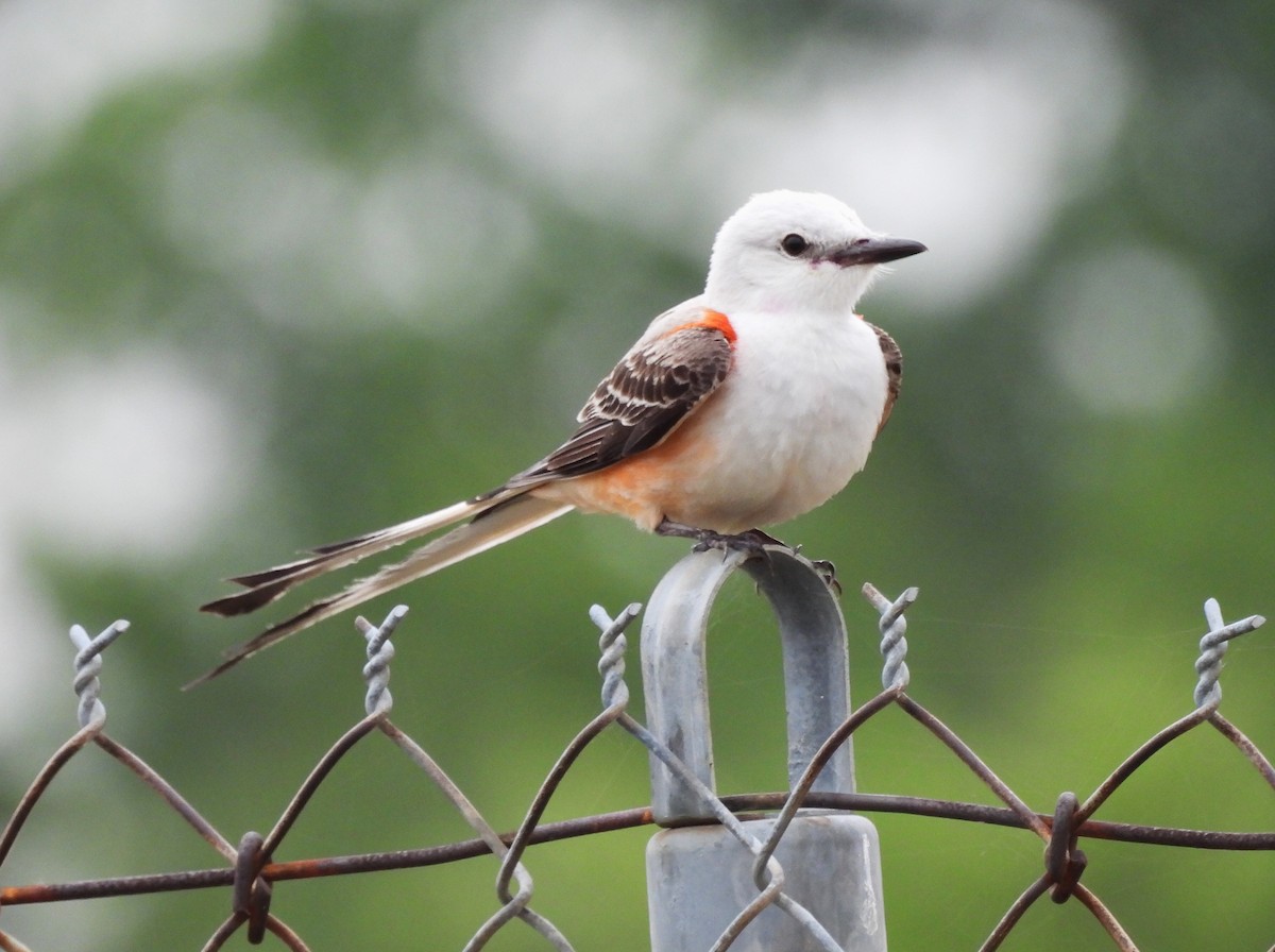 Scissor-tailed Flycatcher - Suzanne Odum