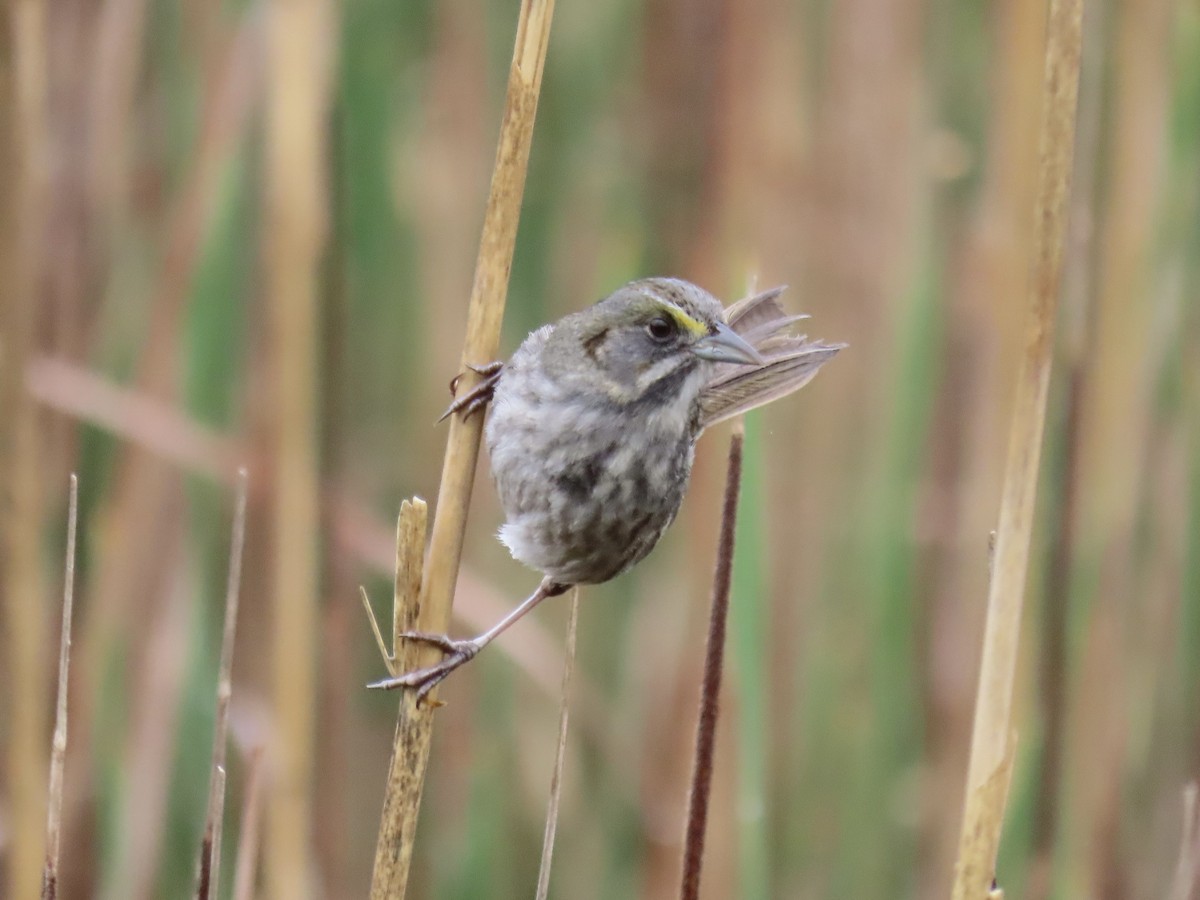 Seaside Sparrow - Port of Baltimore