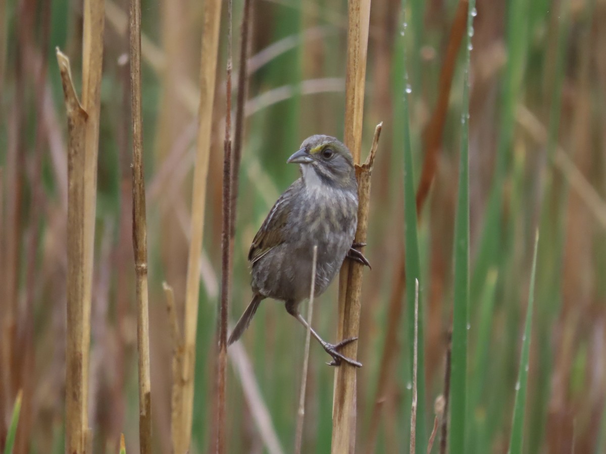 Seaside Sparrow - Port of Baltimore