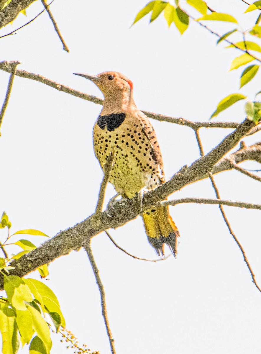 Northern Flicker - Mike Birmingham