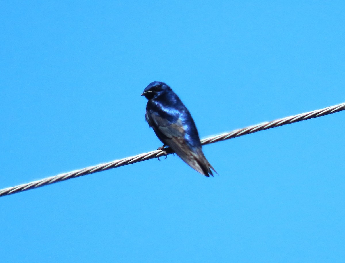 Golondrina Purpúrea - ML619500036