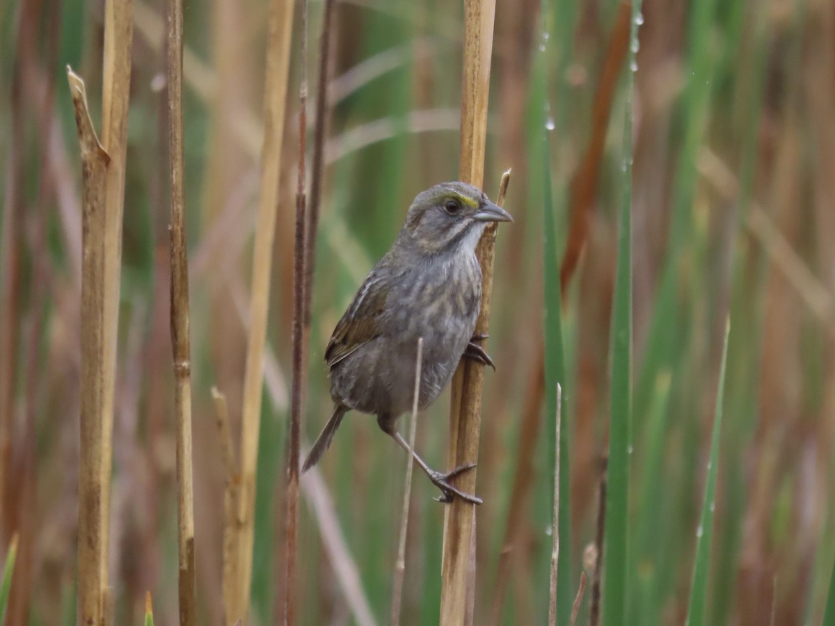 Seaside Sparrow - Port of Baltimore