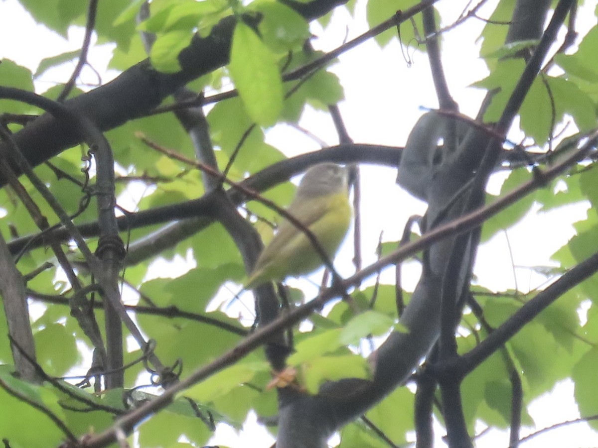 Nashville Warbler - Port of Baltimore