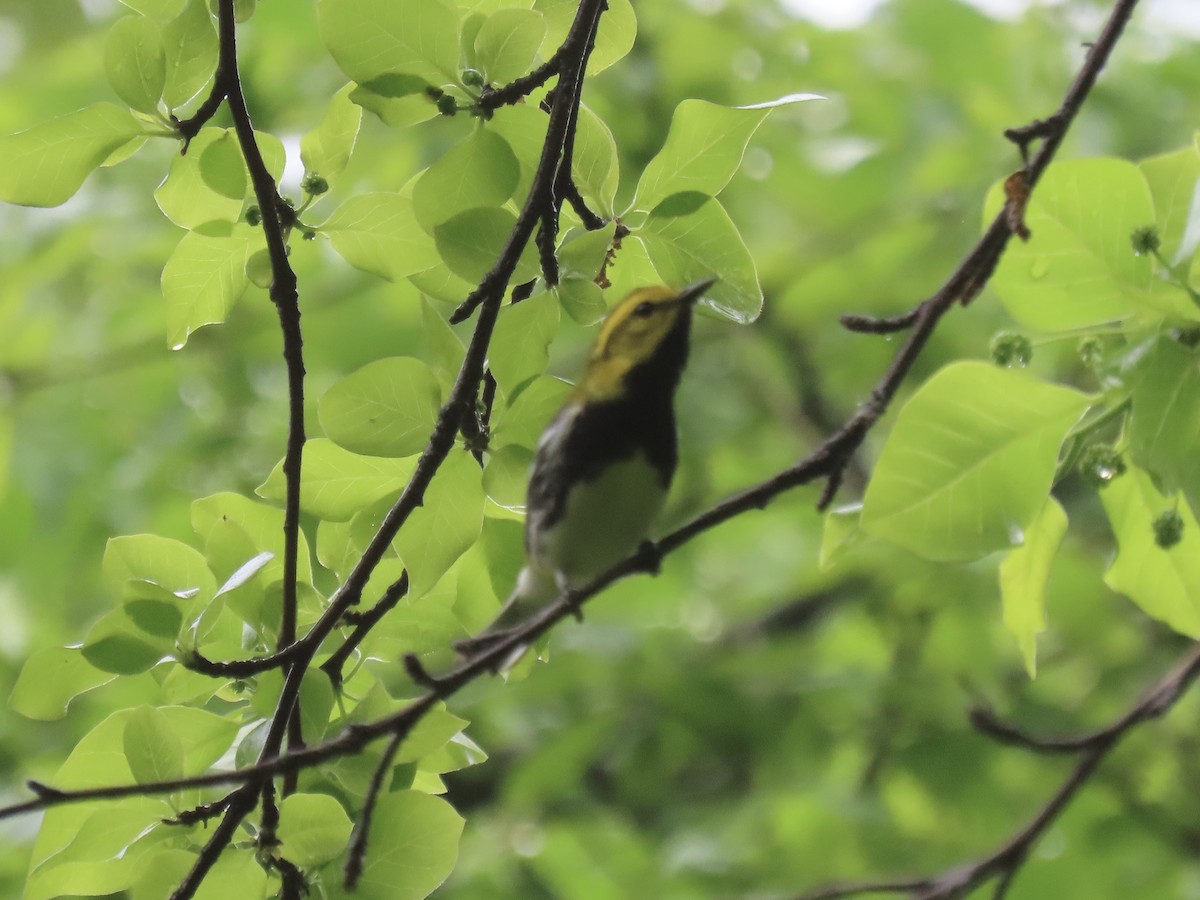 Black-throated Green Warbler - Port of Baltimore