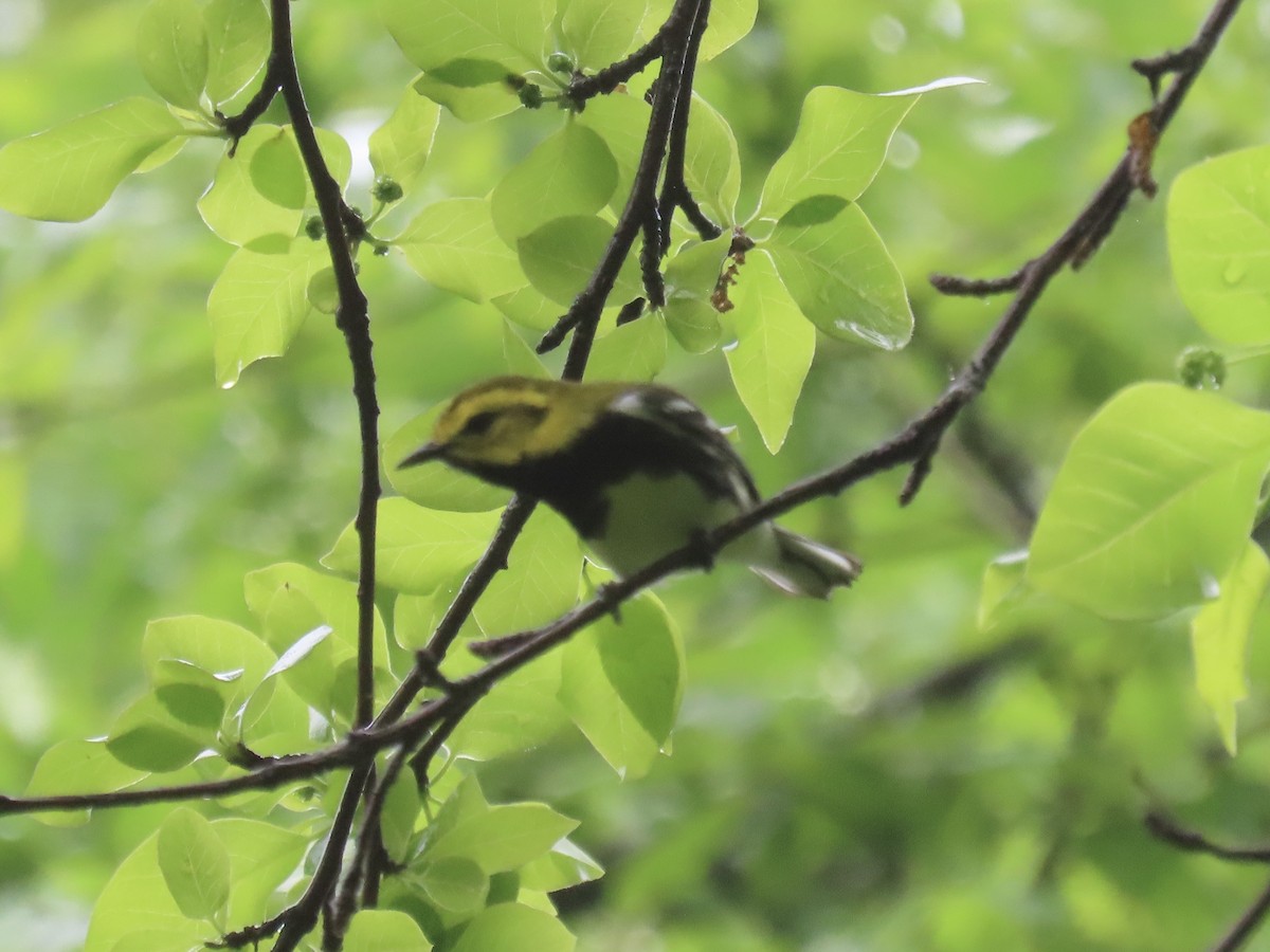 Black-throated Green Warbler - Port of Baltimore