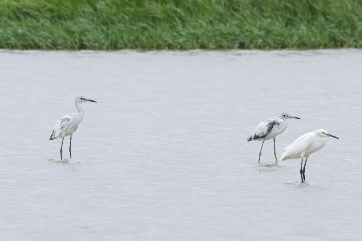 Little Blue Heron - Michael St John