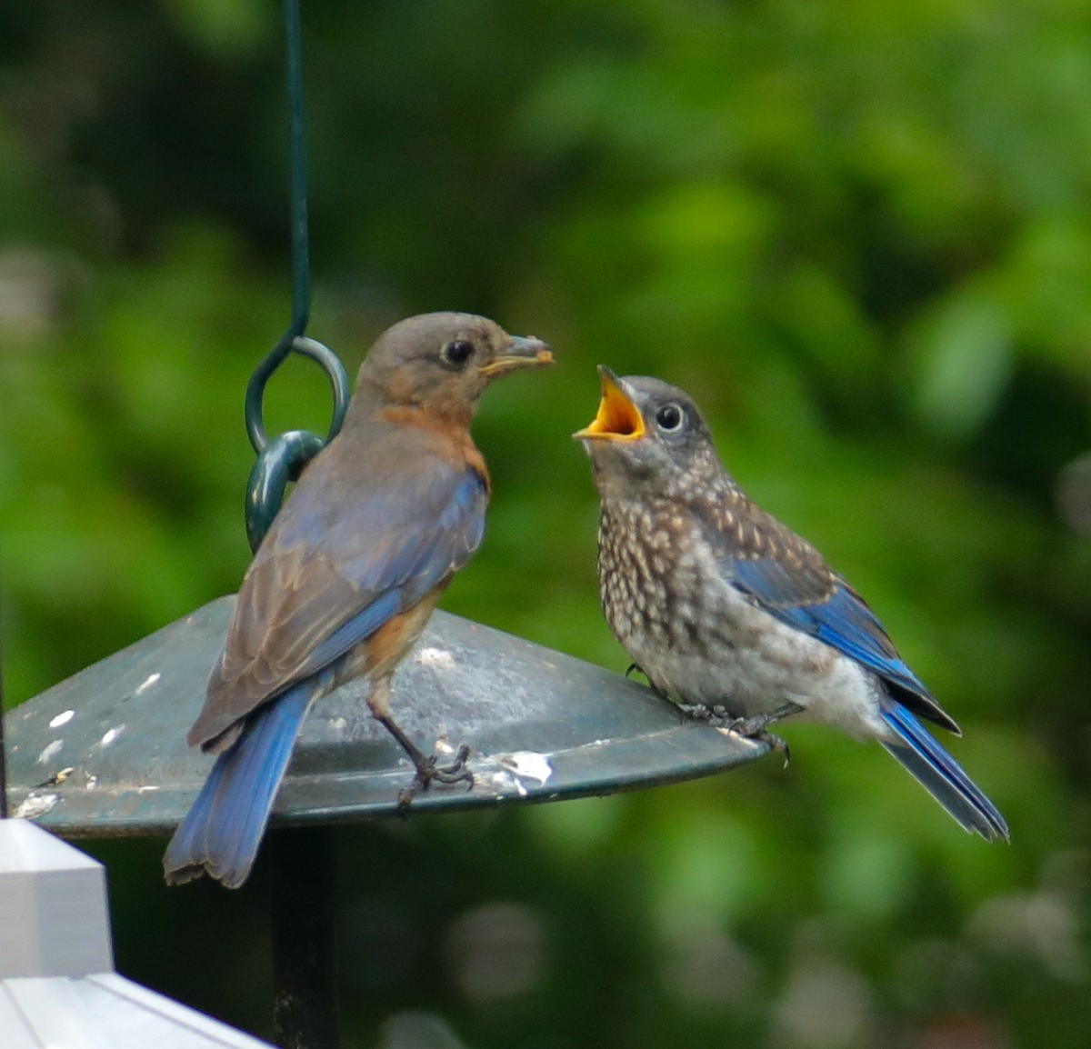 Eastern Bluebird - Josh Jackson