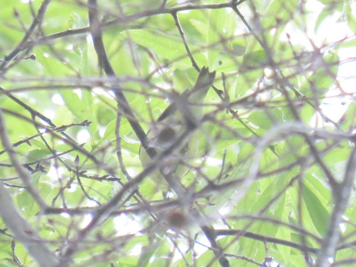 Cerulean Warbler - Port of Baltimore