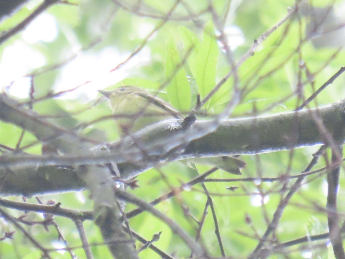 Cerulean Warbler - Port of Baltimore