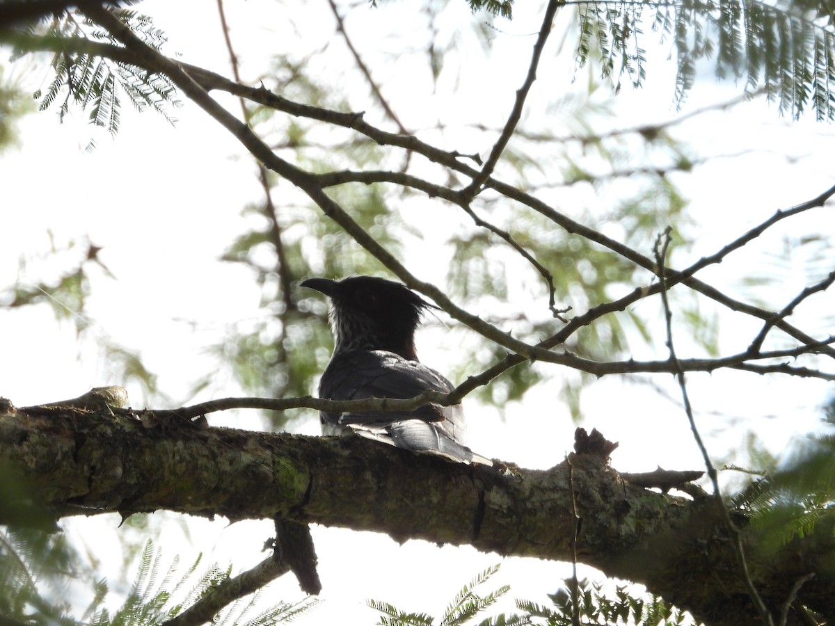 Levaillant's Cuckoo - Jonathan Onongo