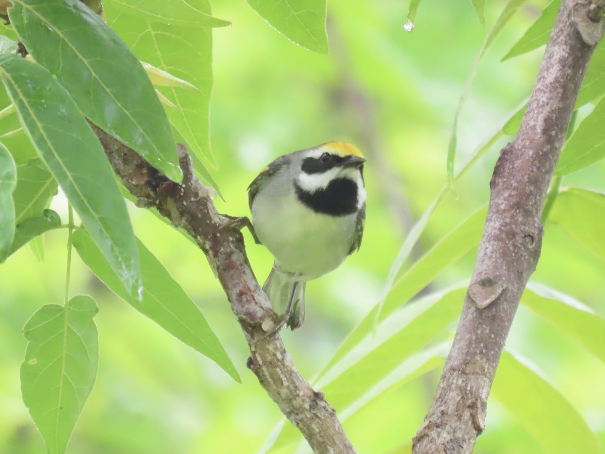 Golden-winged Warbler - Port of Baltimore