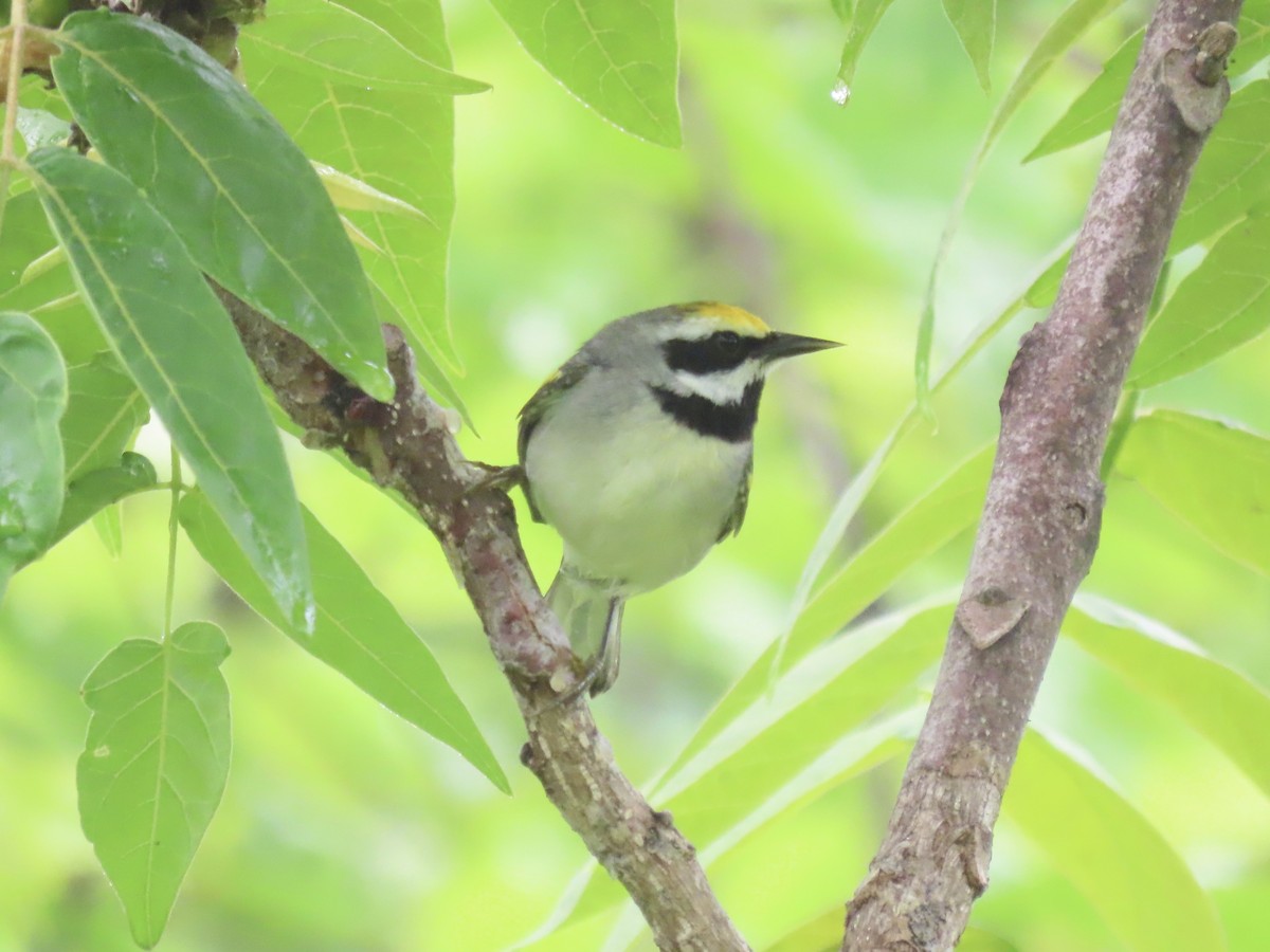 Golden-winged Warbler - Port of Baltimore