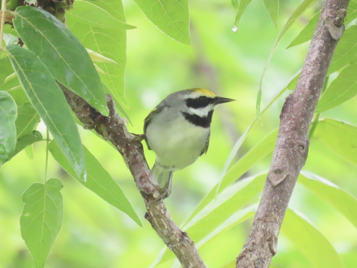 Golden-winged Warbler - Port of Baltimore