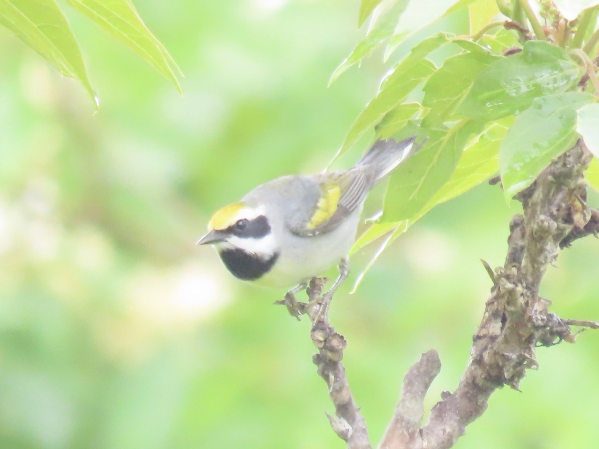 Golden-winged Warbler - Port of Baltimore