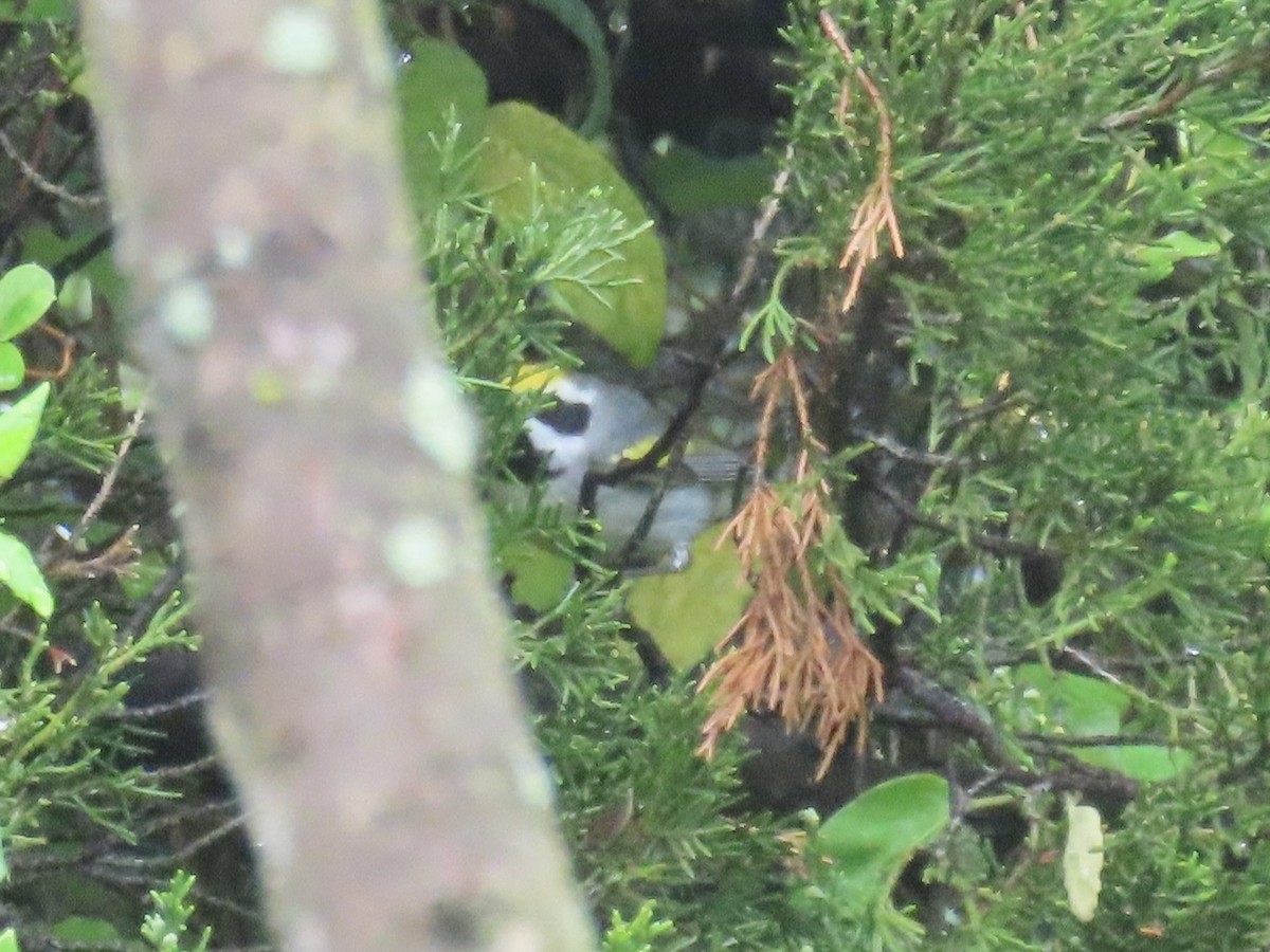 Golden-winged Warbler - Port of Baltimore