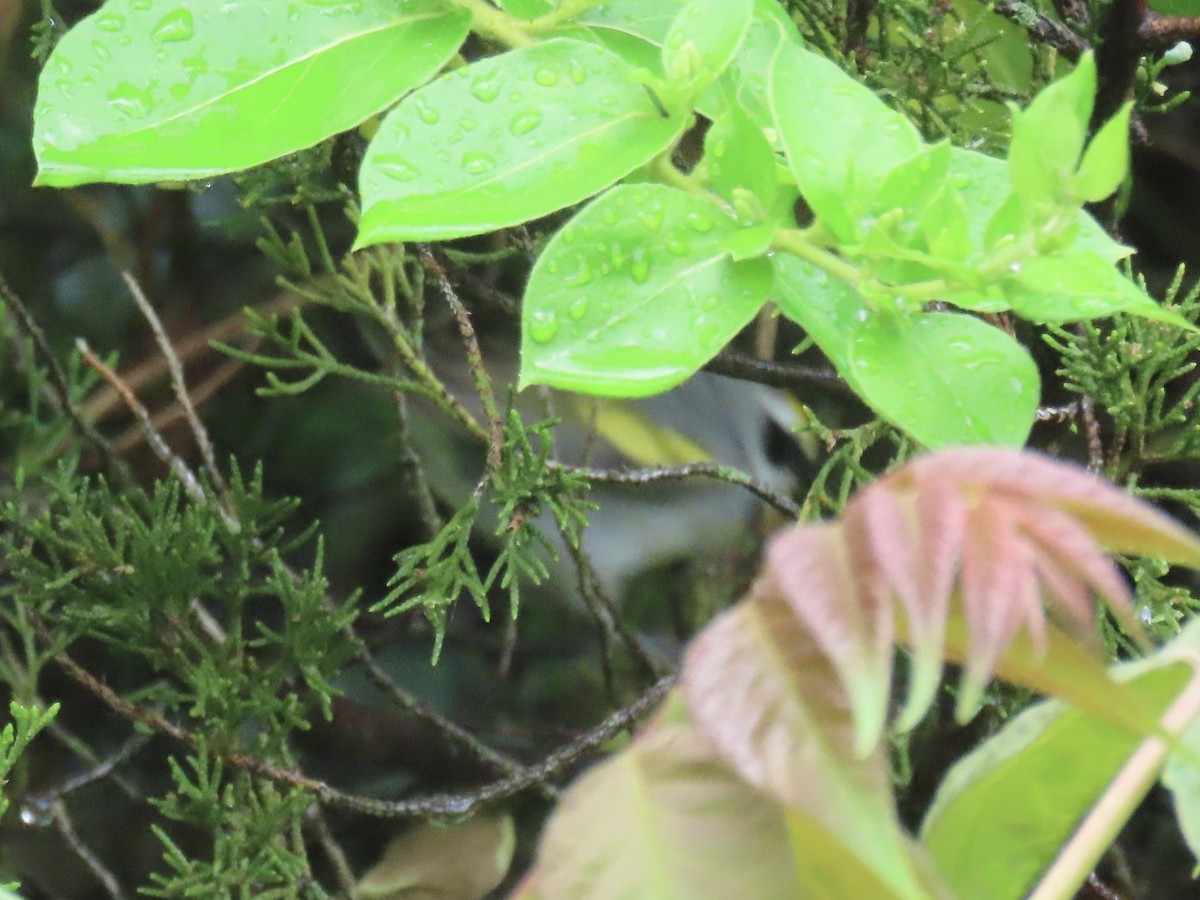 Golden-winged Warbler - Port of Baltimore