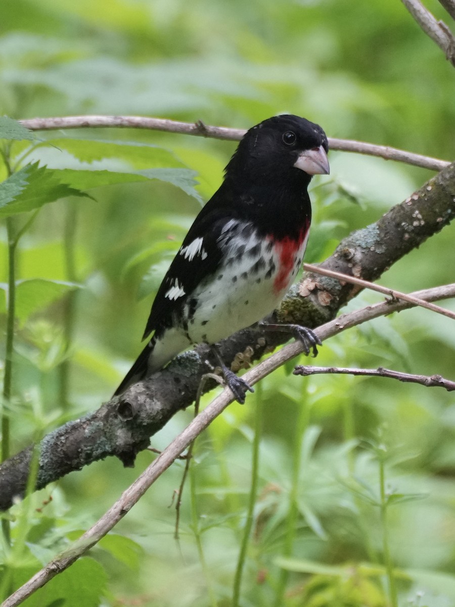 Rose-breasted Grosbeak - Chris Wills