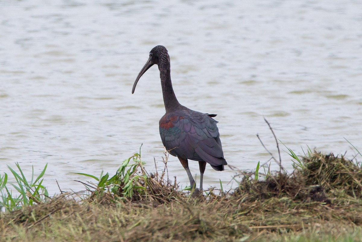 Glossy Ibis - Michael St John