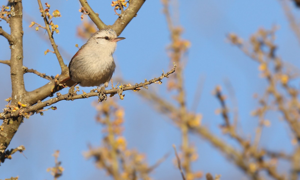 Stripe-crowned Spinetail - Adrián Braidotti