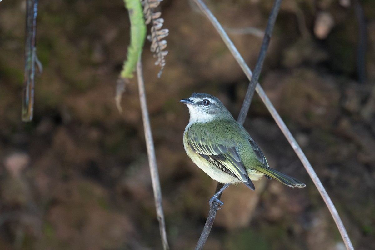 Spectacled Tyrannulet - Steve Heinl