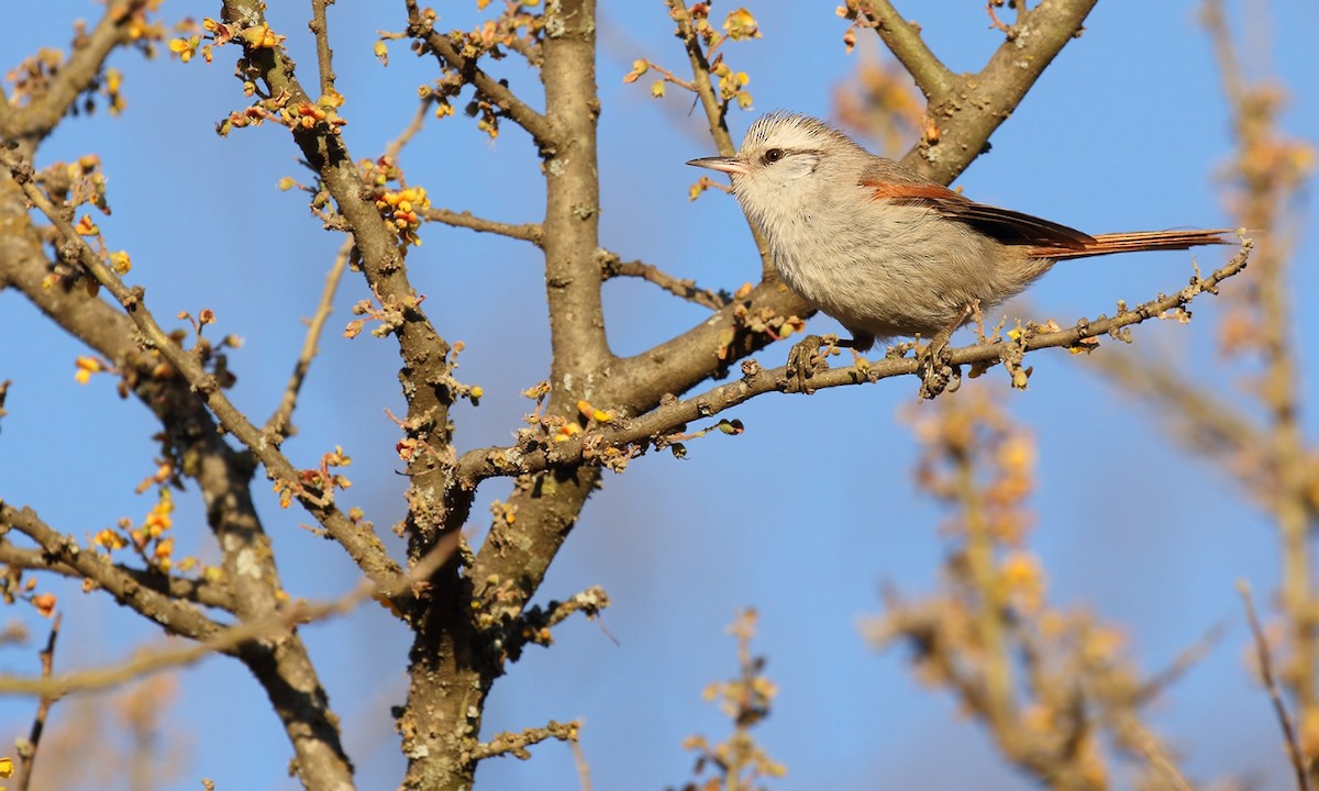 Stripe-crowned Spinetail - Adrián Braidotti