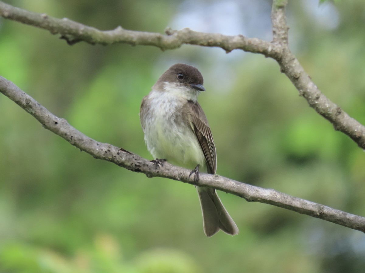 Eastern Phoebe - Port of Baltimore