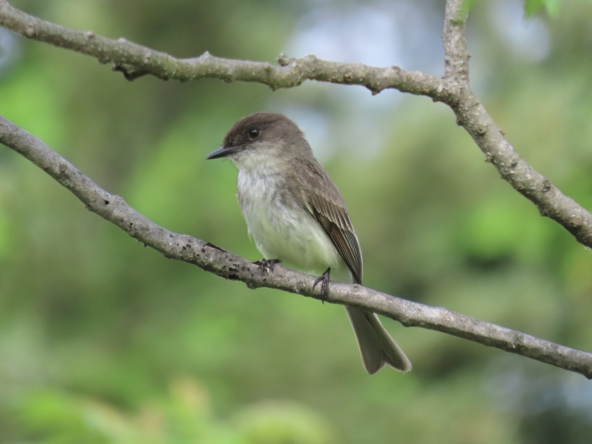 Eastern Phoebe - Port of Baltimore