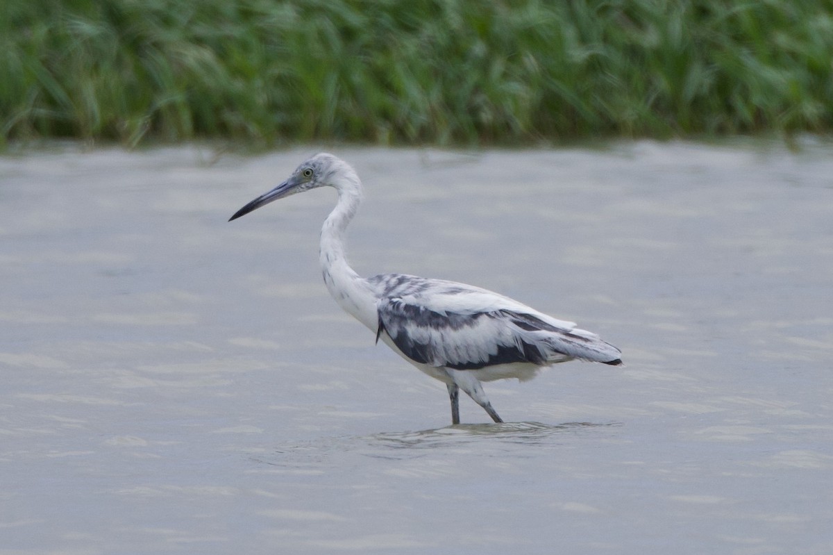 Little Blue Heron - Michael St John