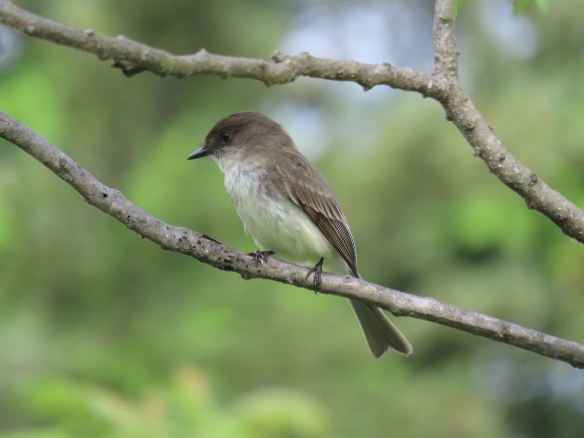 Eastern Phoebe - Port of Baltimore