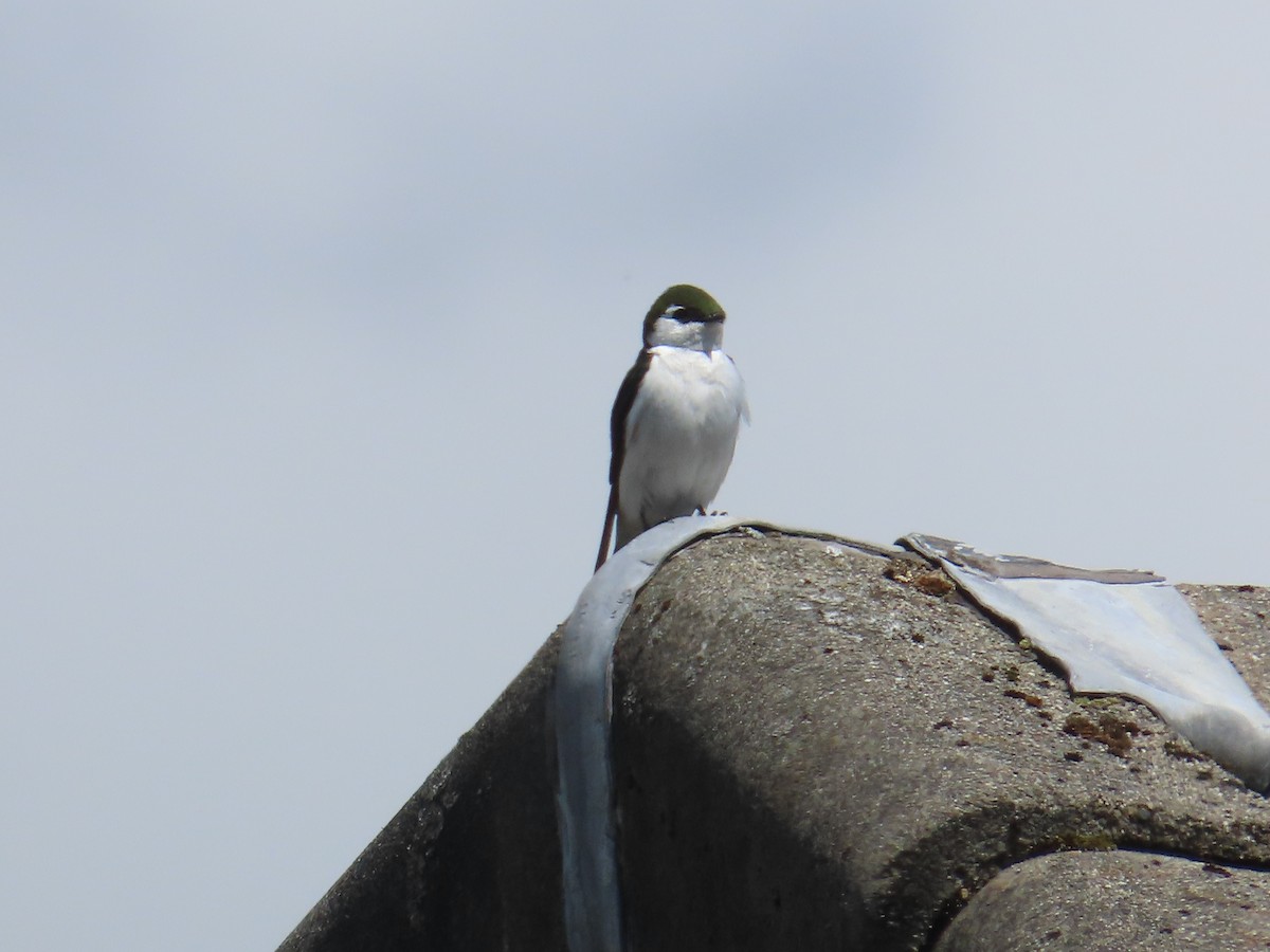 Violet-green Swallow - Latha Raghavendra