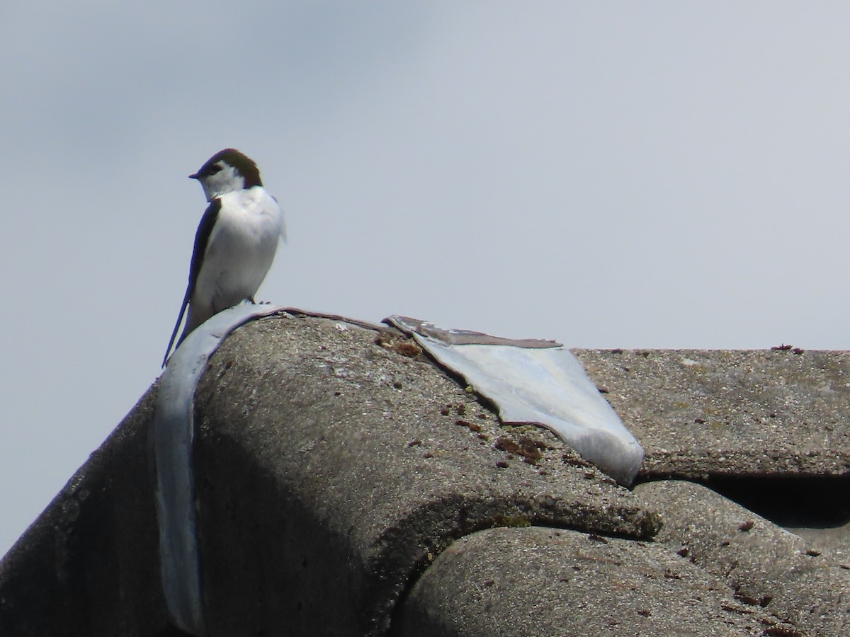 Violet-green Swallow - Latha Raghavendra